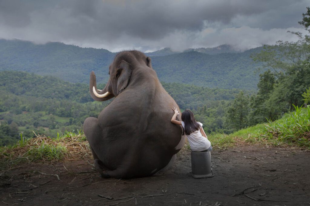 เทคโนโลยีกับวันช้างไทย: TSEWS โซลูชันลดความขัดแย้งระหว่างคนกับช้าง