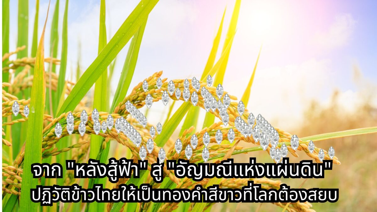 จาก "หลังสู้ฟ้า" สู่ "อัญมณีแห่งแผ่นดิน" ปฏิวัติข้าวไทยให้เป็นทองคำสีขาวที่โลกต้องสยบ